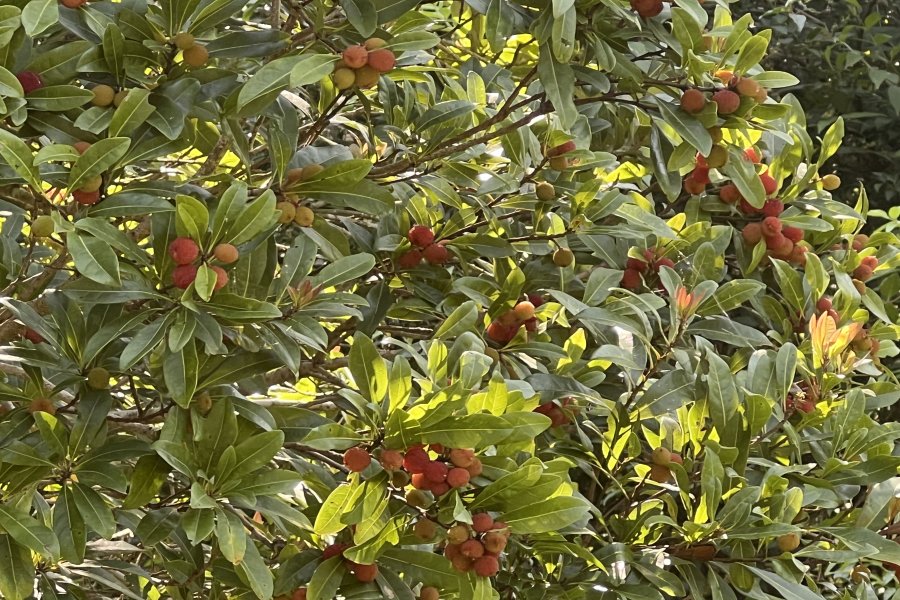 News Image 1