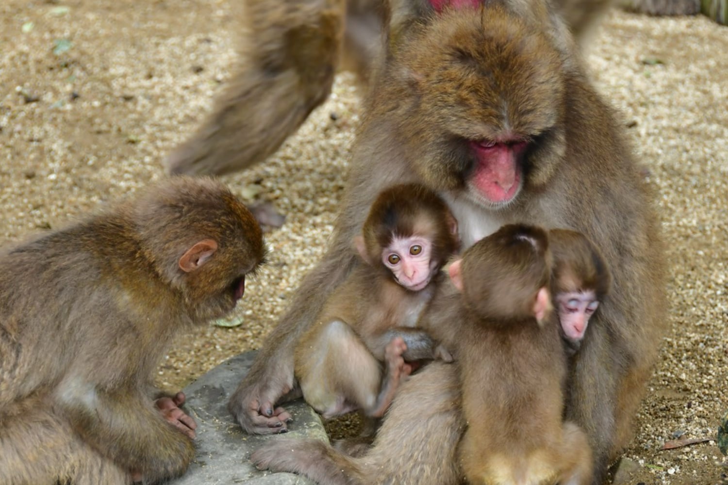 Mum and Kids and Extra